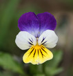 Violette tricolore (Viola tricolor) commestible dans un jardin