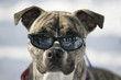 Dog wearing sun glasses