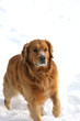 Beautiful Golden Retriever with Snow on his Face