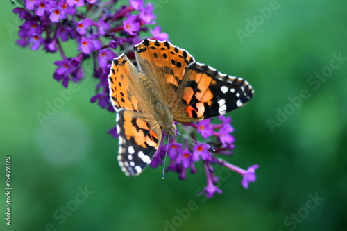 Photo: painted lady painted lady