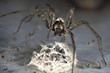 Spider With Egg
