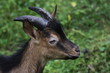 profile d'un petit bouc