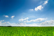 sunny green field sunny green field