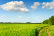 country road and sunny green field country road and sunny green field