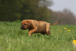 petit chiot tosa inu marchant à pas de loupdans l'herbe