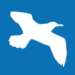 Möwe (weiß auf blau)