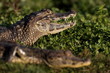 Caimans noirs dans les marais de l'Ibéra en Argentine
