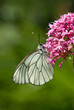 papillon le gazé (aporia crataegi)