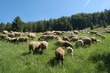 Schafweide