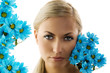 the blue daisy the blue daisy