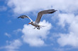 Seagull