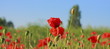 Mohnblumen im Vordergrund