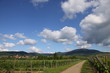 Weinberge mit Sommerwolken