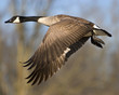 Canada Goose In Flight