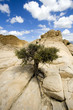 Close up on the Rocks with a Small Tree - Snow Canyon Utah