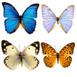 butterfly isolated butterfly isolated