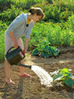 watering