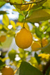 Lemon tree
