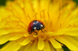 ladybug on dandelion