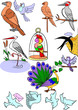 feathered race