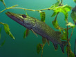 Pike in the lake Pike in the lake