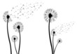 Pusteblume als Silhouette