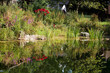 Sommer am Gartenteich
