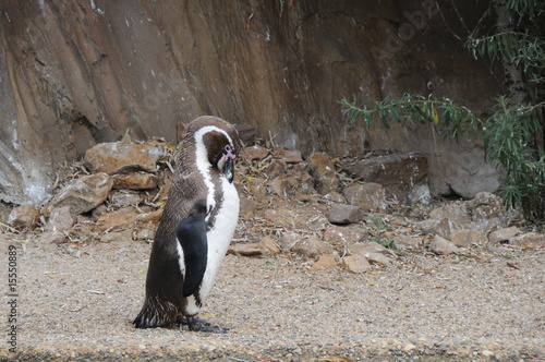 Foto: Pinguin Pinguin