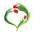 heart from red tulips isolated on white