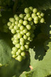 weintraube am rebstock