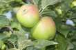 Äpfel am Baum