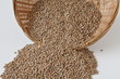 lentille blonde