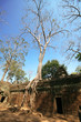 The jungle that surround temple of Angkor Wat in Cambodia
