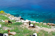 Chèvres face à la mer Chèvres face à la mer