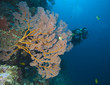 Photo: Taucher schwimmt hinter einer Gorgonie, Indonesien Taucher schwimmt hinter einer Gorgonie, Indonesien