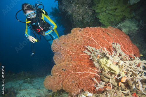 Photo: Taucher schwimmt hinter einer Gorgonie, Indonesien Taucher schwimmt hinter einer Gorgonie, Indonesien