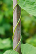 Foto: Bohnenstange Bohnenstange