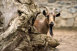 goat on farm