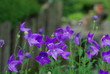 キキョウの花