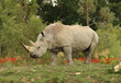 Portrait of a White Rhino
