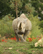 Portrait of a White Rhino