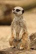 Meercat