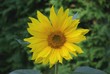 Sonnenblume