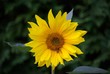 Sonnenblume