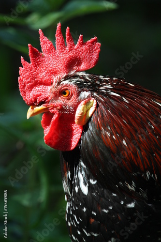 Foto: Gockel Gockel