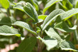 Sage