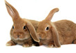 Hasenkinder Hasenkinder
