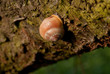 Schnecke