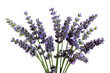 lavender flowers
