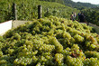 Carro con uva durante la vendemmia
